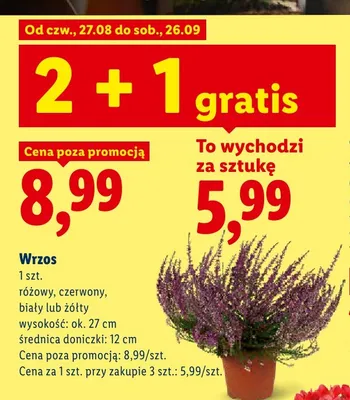 Wrzos różowy wysokość ok. 27 cm średnica doniczki 12 promocja w Lidl