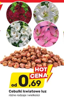 Cebulki kwiatowe luz różne rodzaje i wielkości promocja w Bricomarche