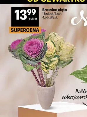 Brassica cięta promocja w Delikatesy Centrum
