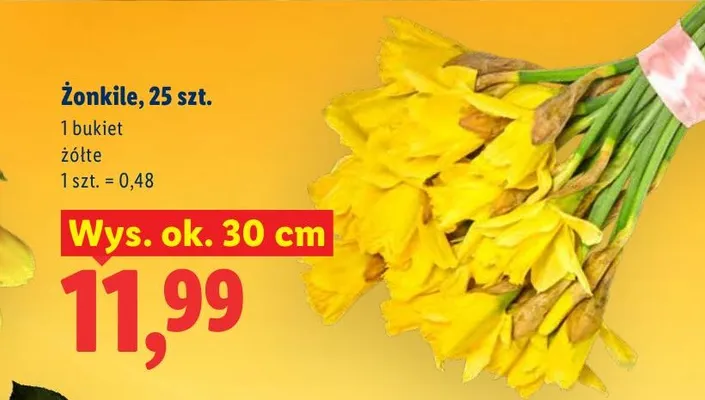 Żonkile wys. ok. 30 cm promocja w Lidl