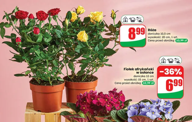 Róża promocja w Dino