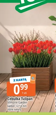 Cebulka Tulipan Vilmorin Garden promocja w Leclerc