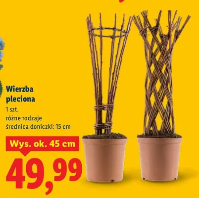 Wierzba pleciona promocja w Lidl