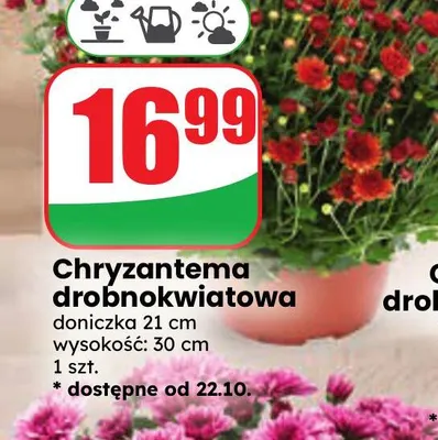 Chryzantema drobnokwiatowa promocja w Dino