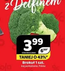 Brokuł polski promocja w Delfin