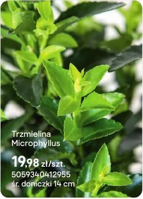 Trzmielina Microphyllus promocja w Castorama