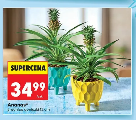 Ananas promocja w Biedronka