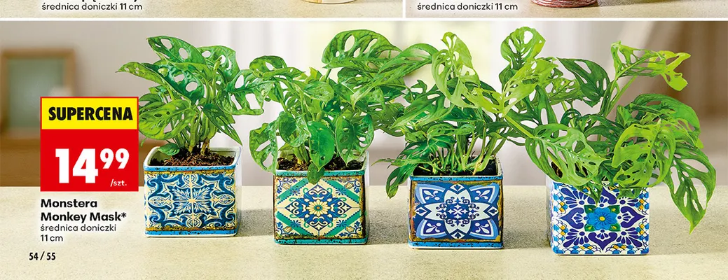 Monstera Monkey Mask promocja w Biedronka