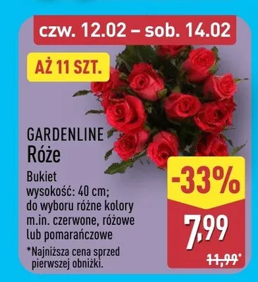 Róże bukiet 11 szt. promocja w Aldi