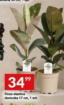 Ficus elastica doniczka promocja w Twój Market