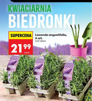 Lawenda angustifolia promocja w Biedronka
