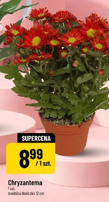 Chryzantema promocja w POLOmarket