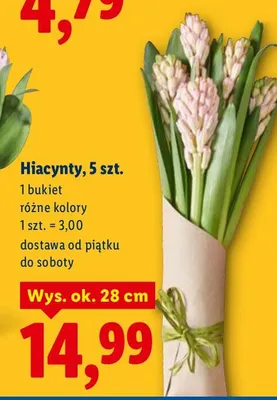 Hiacynty, 5 szt. Lidl promocja w Lidl