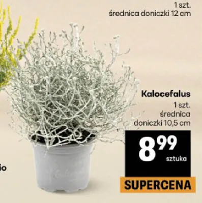 Kalocefalus promocja w Delikatesy Centrum