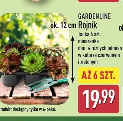 Rojnik Gardenline 6-pak promocja w Aldi