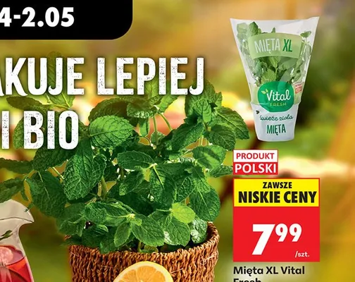 Mięta XL Vital Fresh promocja w Biedronka