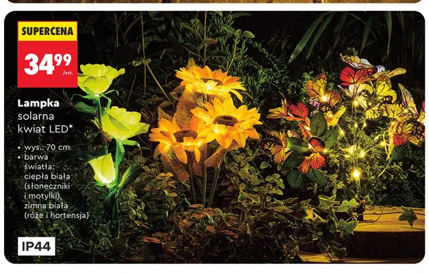 Lampka solarna kwiat LED słoneczniki 70cm promocja w Biedronka