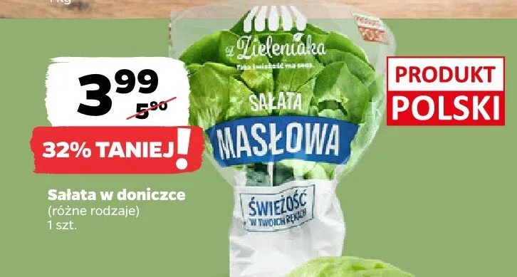 Sałata w doniczce różne rodzaje promocja w Netto