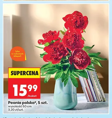 Peonia polska promocja w Biedronka