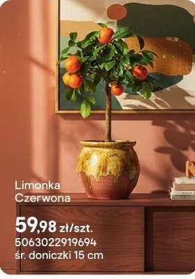 Limonka czerwona promocja w Castorama