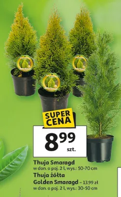 Thuja Smaragd promocja w Auchan