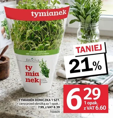 Tymianek doniczka promocja w Selgros