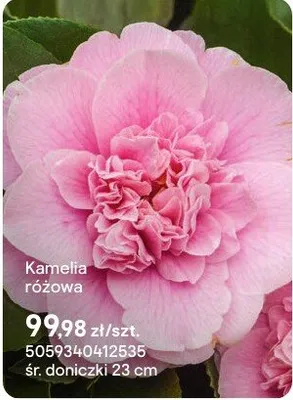 Kamelia różowa promocja w Castorama