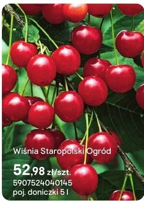 Sadzonka Wiśnia Staropolski Ogród promocja w Castorama
