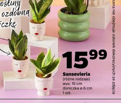 Sansevieria promocja w Netto