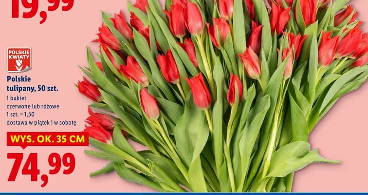 Polskie tulipany czerwone lub różowe 50szt. promocja w Lidl