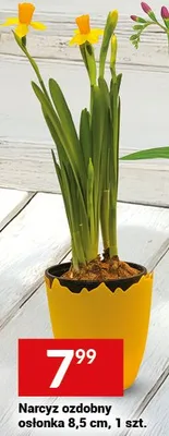 Narcyz ozdobny oślenka 8,5 cm, 1 szt. promocja w Twój Market