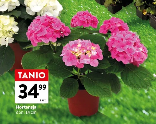 Hortensja don. 14 cm promocja w Intermarche