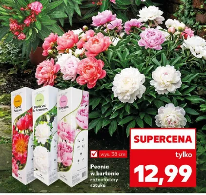 Piwonia w kartonie różne kolory promocja w Kaufland