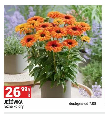 Jeżówka promocja w Merkury Market