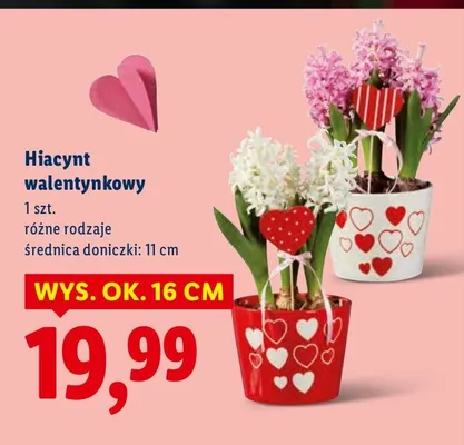 Hiacynt walentynkowy różne rodzaje promocja w Lidl
