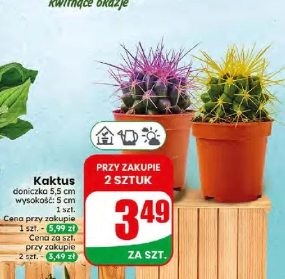 Kaktus promocja w Dino