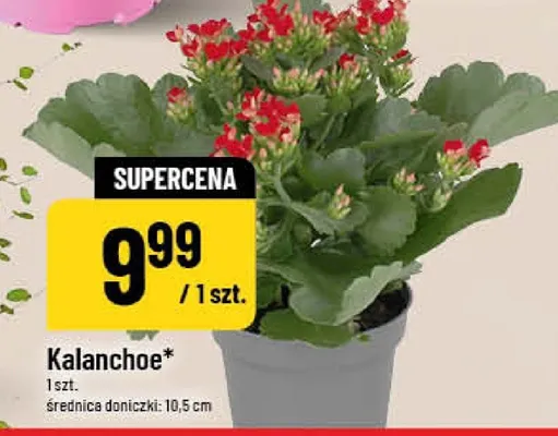 Kalanchoe średnica doniczki 10,5cm promocja w POLOmarket