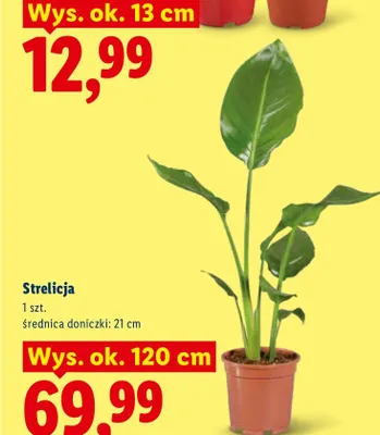 Strelicja promocja w Lidl
