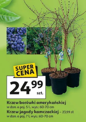 Krzew borówki amerykańskiej promocja w Auchan