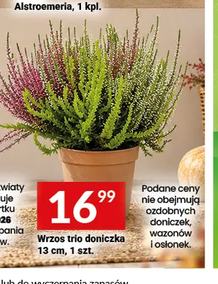 Wrzos trio doniczka 13 cm promocja w Twój Market