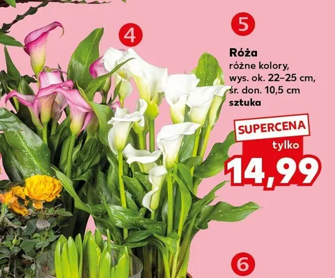 Cebule kwiatowe w szklanym cylindrze promocja w Kaufland