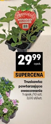 Truskawka powtarzająca owocowanie opakowanie promocja w Delikatesy Centrum