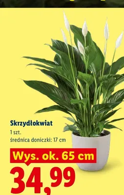 Skrzydłokwiat promocja w Lidl