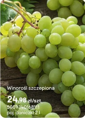 Sadzonka Winoroś szczepiona promocja w Castorama