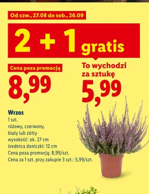 Wrzos różowy promocja w Lidl