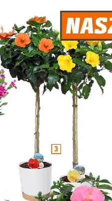 Hibiskus róża chińska w formie drzewka wys. ok. 110cm promocja w OBI