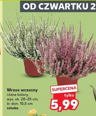 Wrzos wczesny promocja w Kaufland
