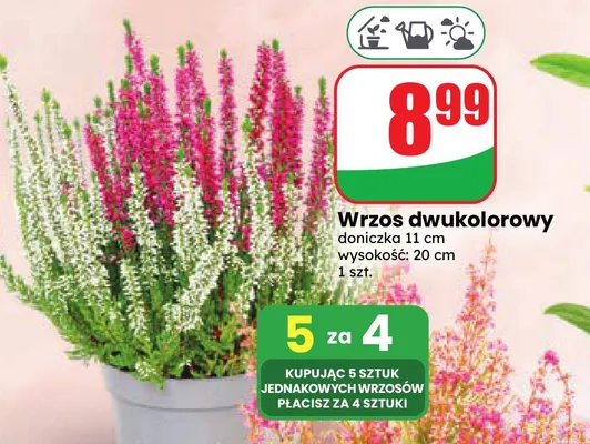 Wrzos dwukolorowy promocja w Dino