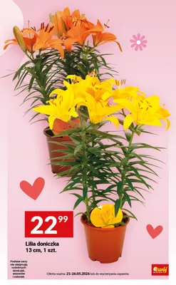 Lilia doniczka 13cm promocja w Twój Market