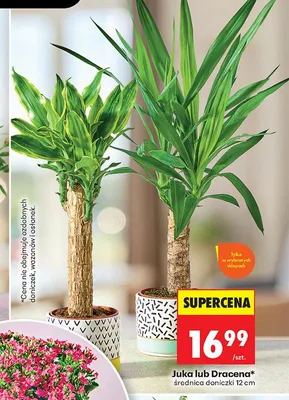 Juka średnica doniczki 12 cm promocja w Biedronka
